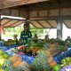 18- Mamie Quillou vend ses fruits et legumes a Avera 